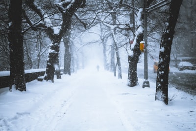 白天树木之间的积雪覆盖的道路
